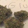 Where to Buy Weed Online Canberra Buy Cannabis In Canberra. Its a potent hybrid marijuana strain that delivers heavy-handed euphoria and relaxation.